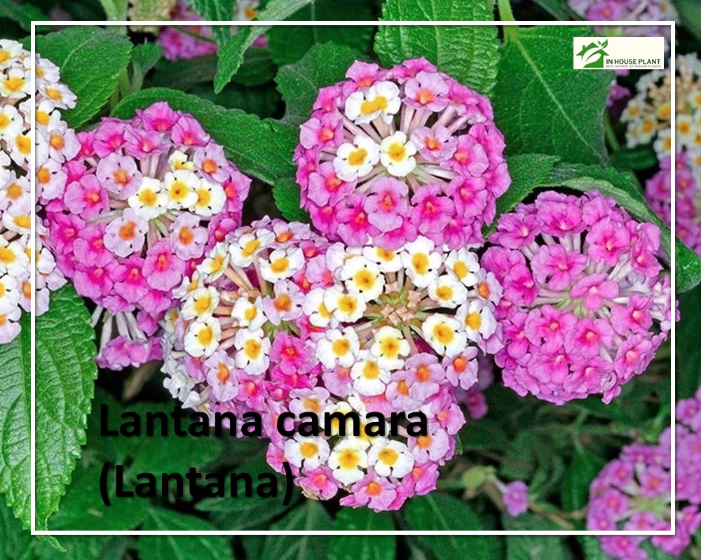 Lantana camara can produce stunning flowers all year