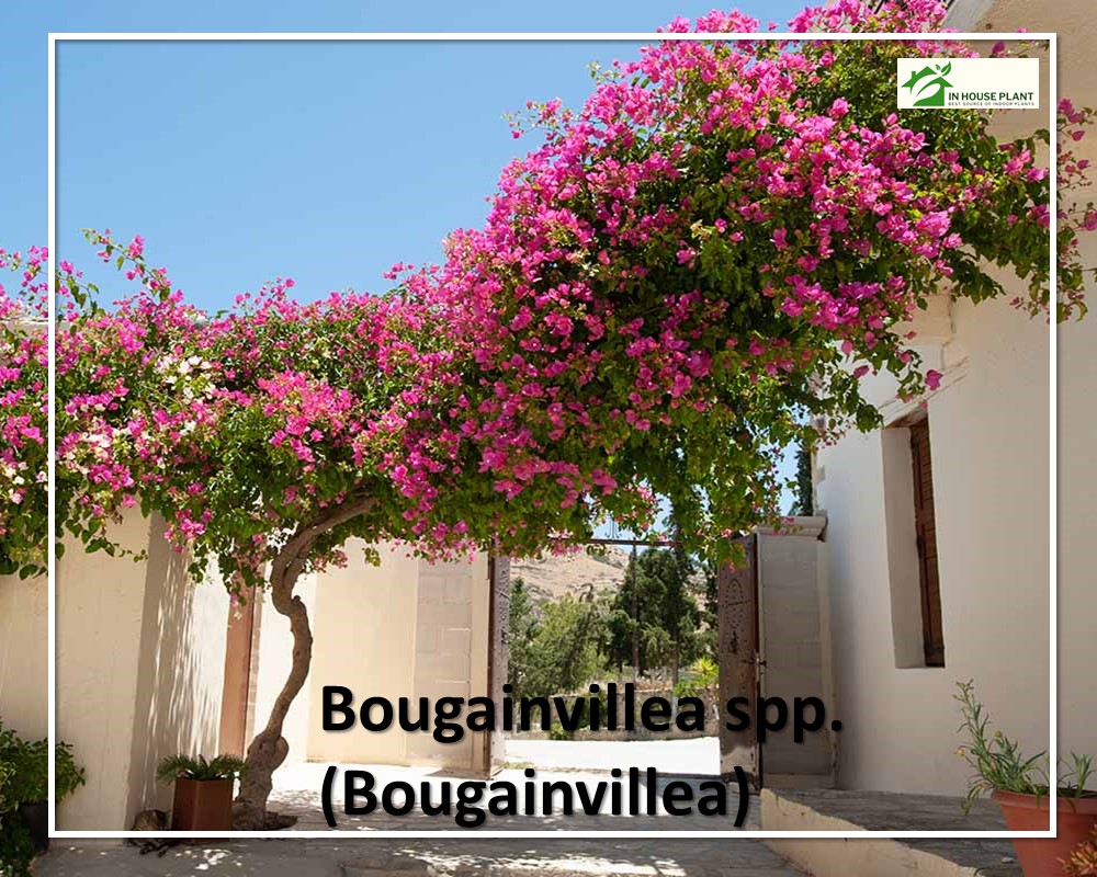 Bougainvillea spp.  tree 