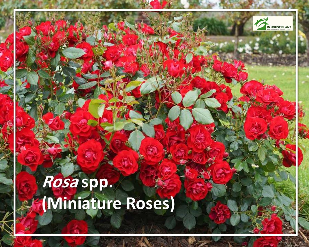 Miniature Roses are houseplants that flower all year
