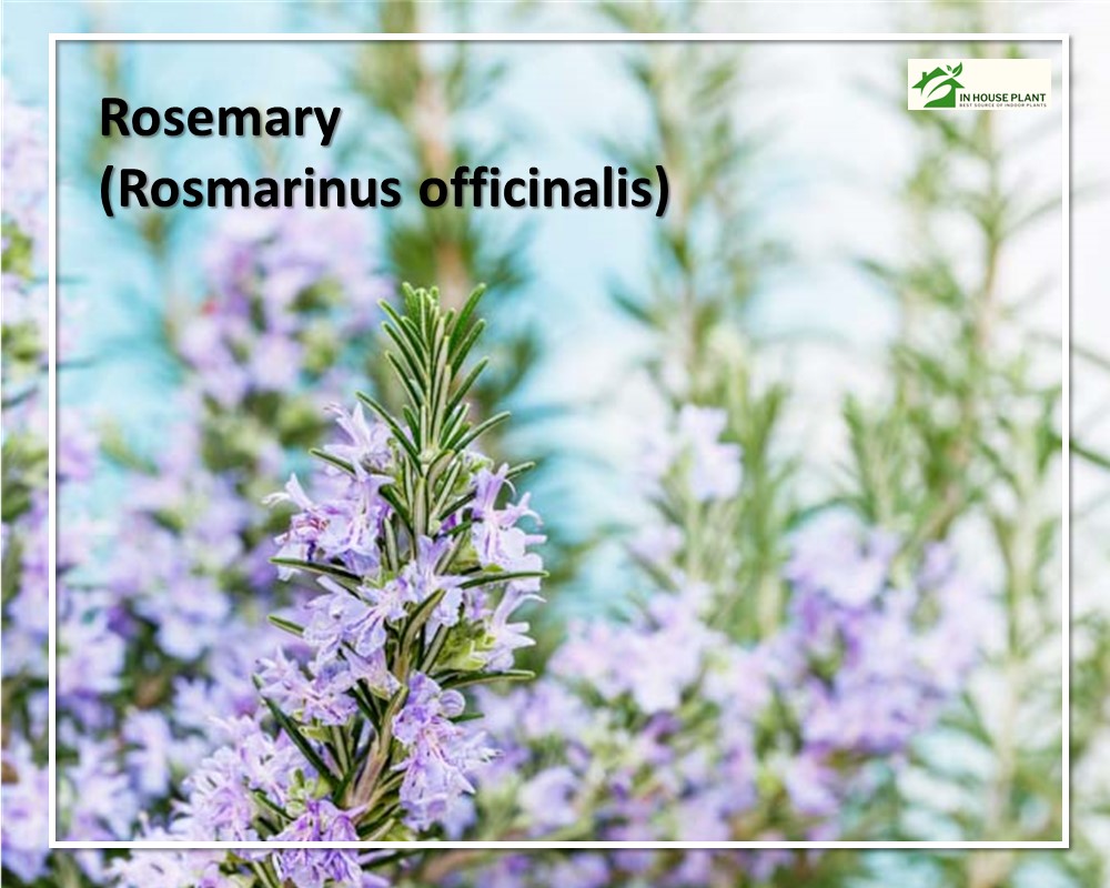 Rosemary with purple blooms