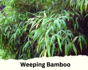 Weeping Bamboo is one of the indoor bamboo plant types