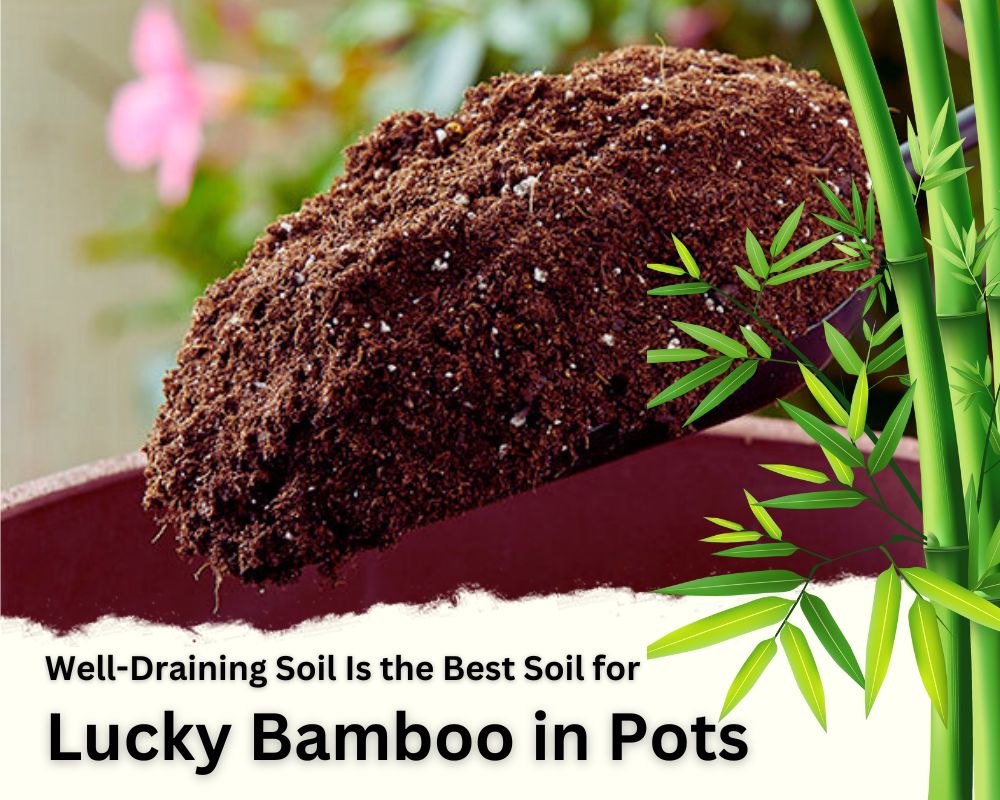 Well-Draining Soil as Best Soil for Lucky Bamboo in Pots