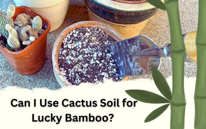 Can I Use Cactus Soil for Lucky Bamboo? The Best Answer