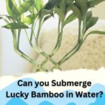 Can you Submerge Lucky Bamboo in Water? Ultimate Answer