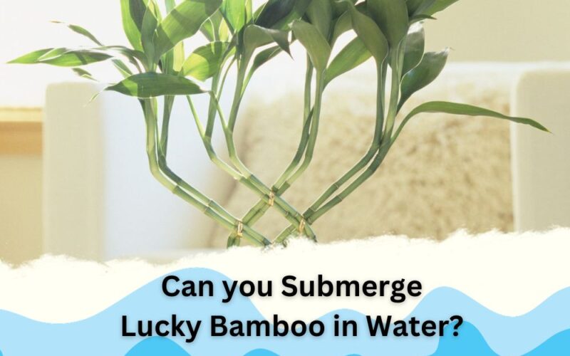 Can you Submerge Lucky Bamboo in Water? Ultimate Answer