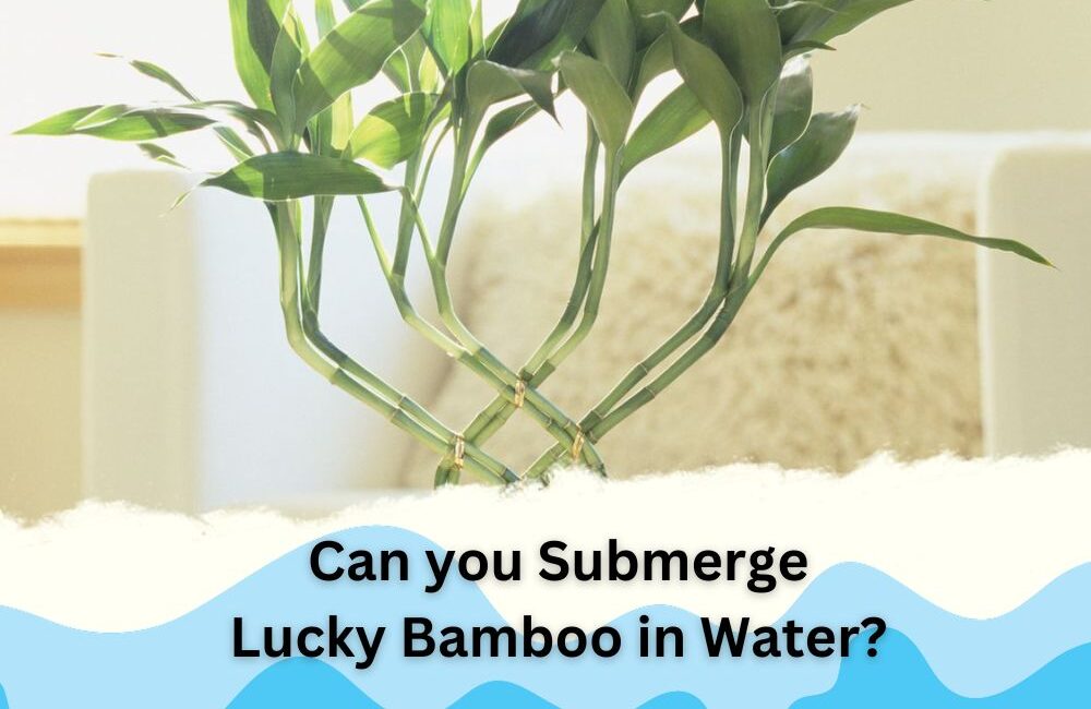 Can you Submerge Lucky Bamboo in Water? Ultimate Answer InHousePlant