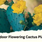 9 Outdoor Flowering Cactus Plants: Best with their Images
