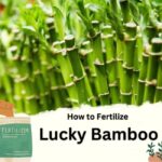 How to Fertilize Lucky Bamboo