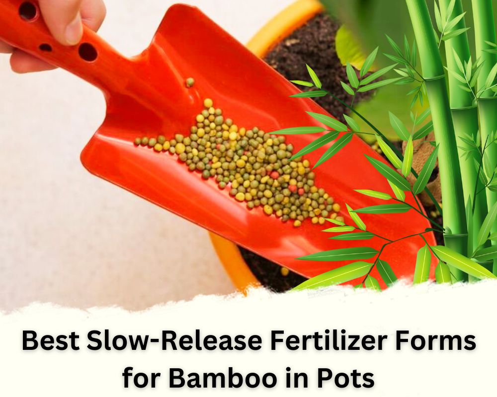 Best Slow-Release Fertilizer Forms for Bamboo in Pots