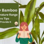 Lucky Bamboo Temperature Range