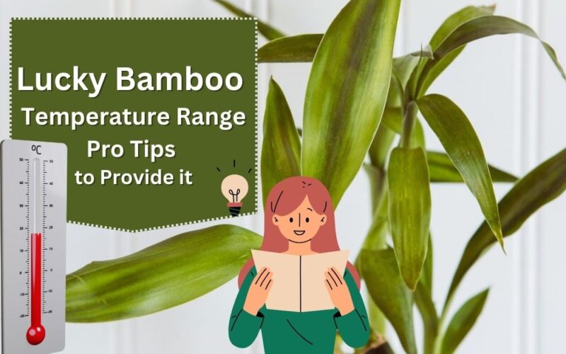 Lucky Bamboo Temperature Range
