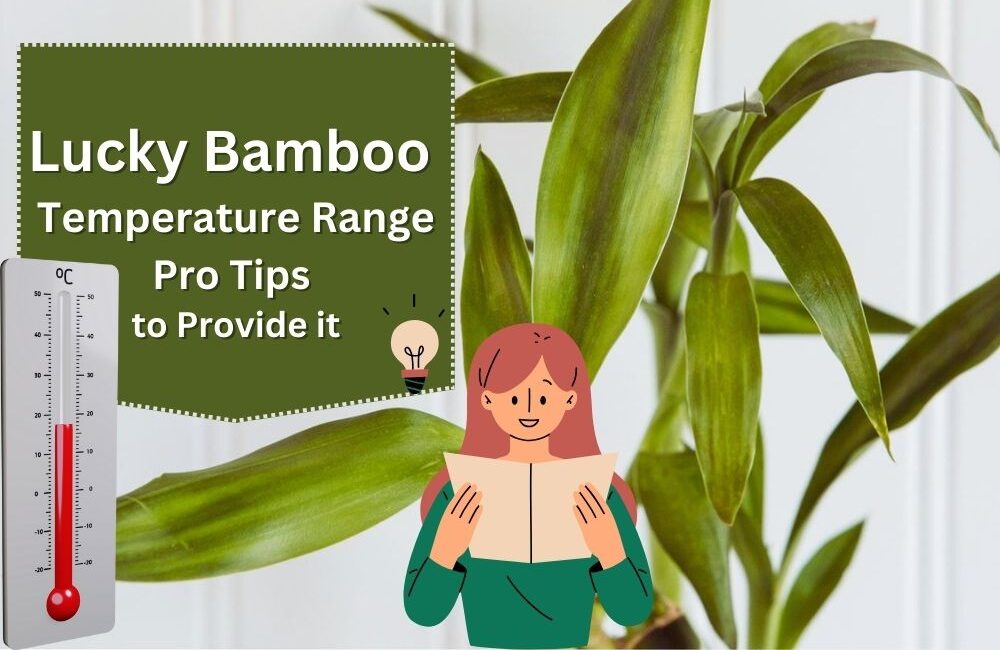 Lucky Bamboo Temperature Range 5 Pro Tips to Provide it InHousePlant Your Ultimate Guide to