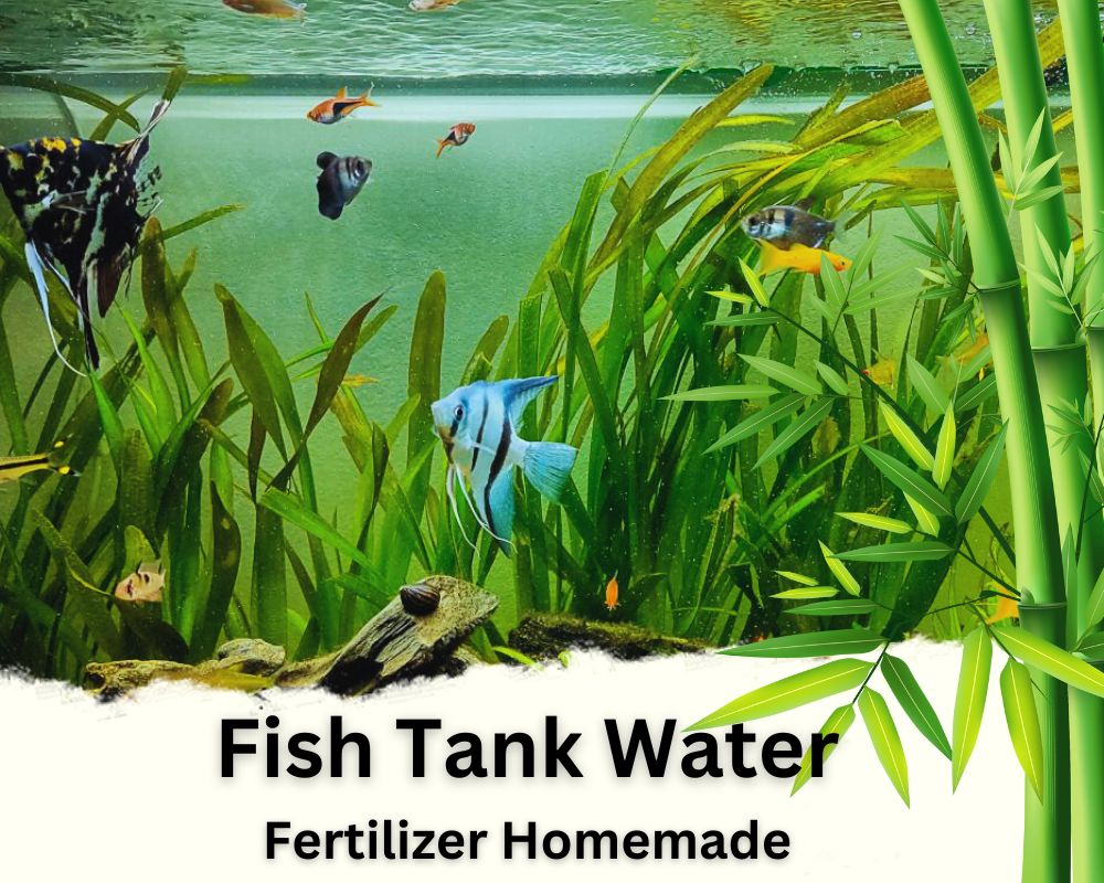 Fish Tank Water is a Rich Nitrogen Lucky Bamboo Fertilizer Homemade