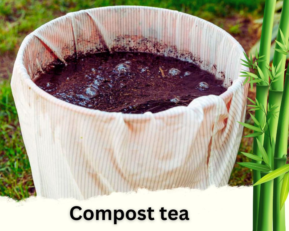 Compost tea homemade liquid fertilizer for lucky bamboo