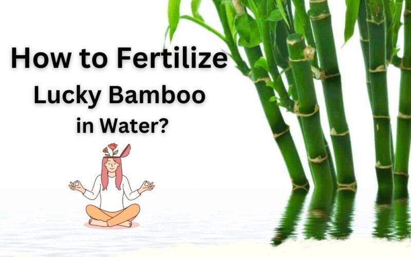 How to Fertilize Lucky Bamboo in Water