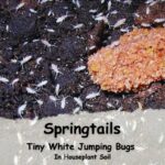Tiny White Jumping Bugs in Houseplant Soil: Springtails