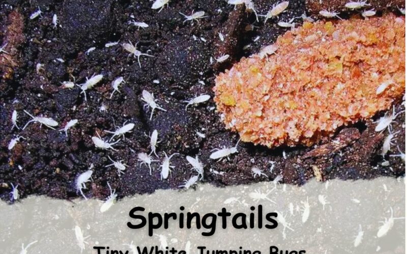 Tiny White Jumping Bugs in Houseplant Soil: Springtails