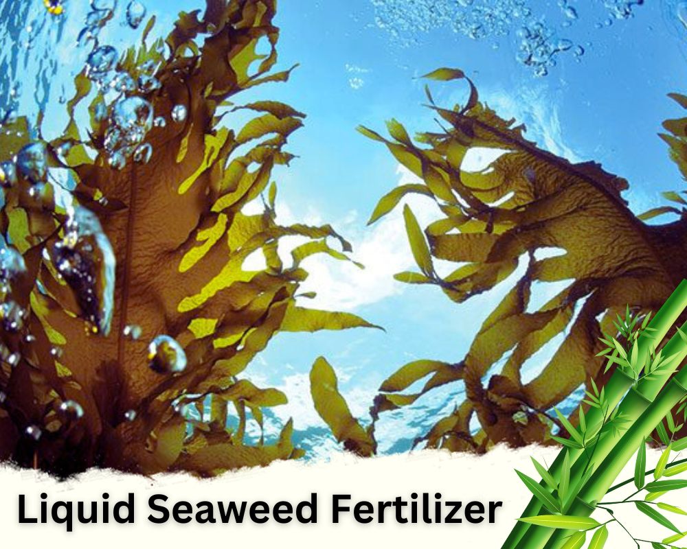 Natural Fertilizer for Lucky Bamboo in Water: Liquid Seaweed Fertilizer