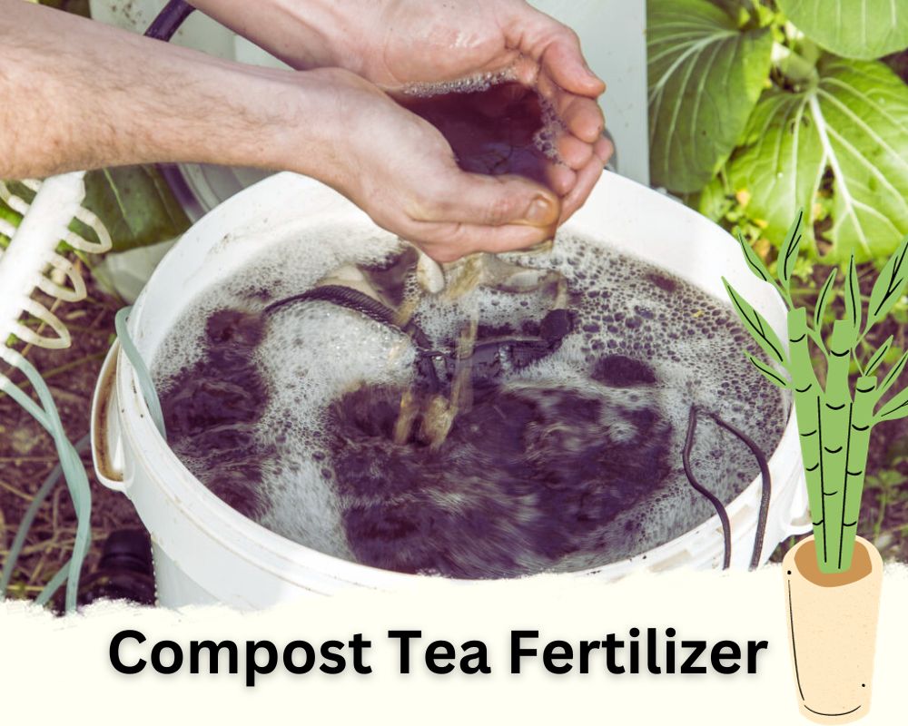 Compost Tea: A Nutrient-Rich Natural Fertilizer for Lucky Bamboo