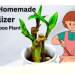 Homemade Fertilizer for Bamboo Plant in Water