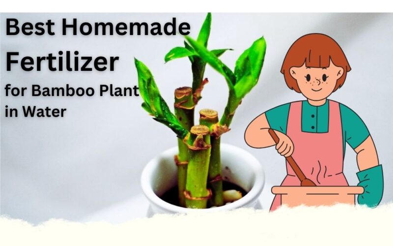 Best Homemade Fertilizer for Bamboo Plant in Water: Save Your Money