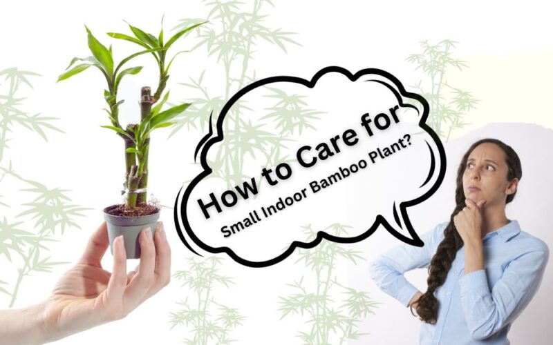 How to Care for Small Indoor Bamboo Plant?