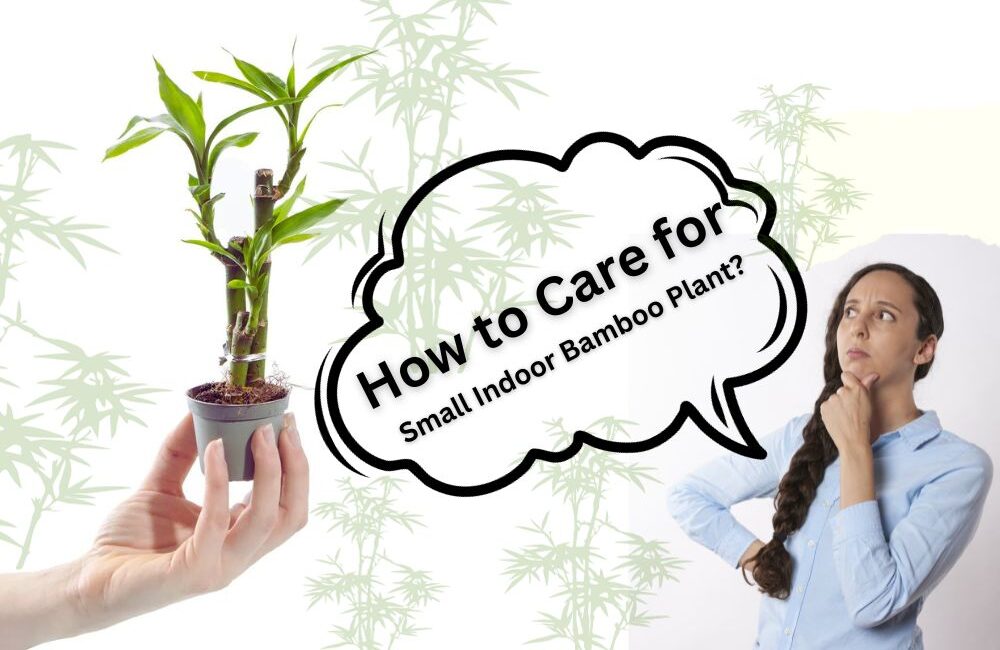How to Care for Small Indoor Bamboo Plant? 6 Golden Tips InHousePlant