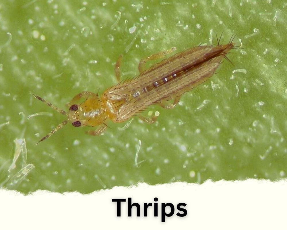 Lucky Bamboo pests: Thrips