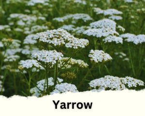 Yarrow with tiny white flowers
