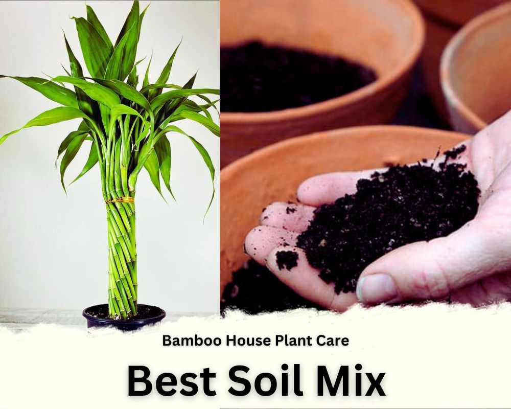 Bamboo House Plant Care: Best Soil Mix