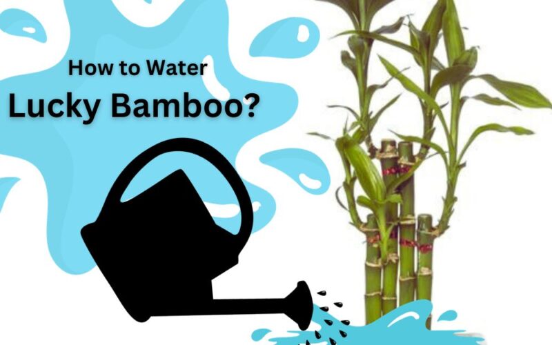 How to Water Lucky Bamboo? | Pro Tips You Must Know