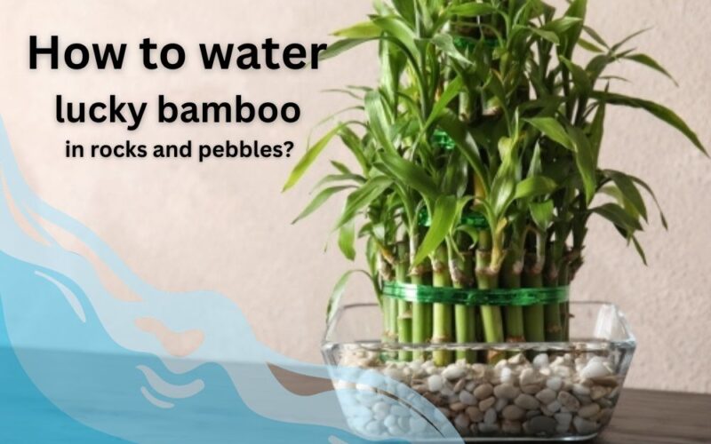 How to water lucky bamboo in rocks and pebbles