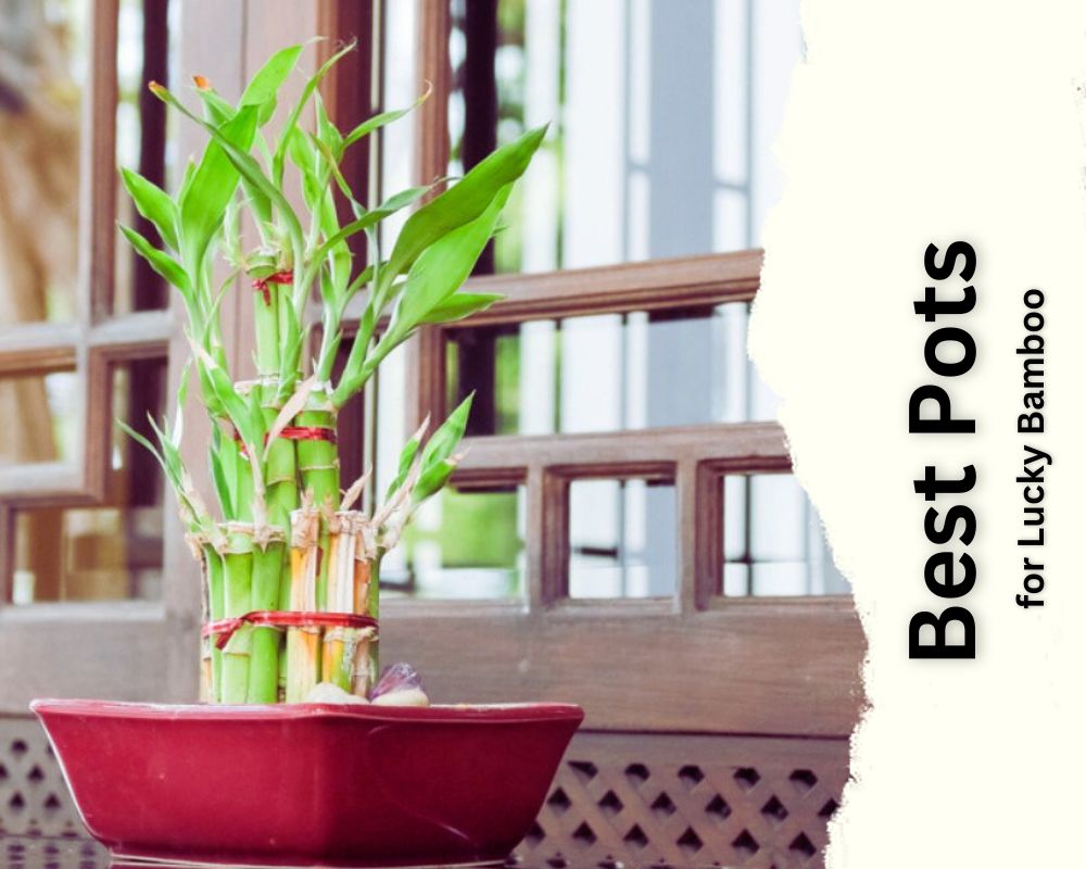 pro tips for selection the Best Pots for Lucky Bamboo