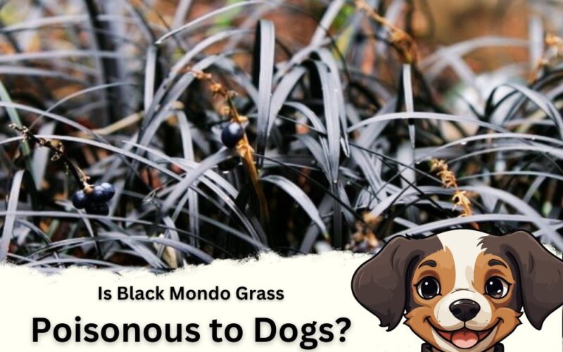 Is Black Mondo Grass Poisonous to Dogs?