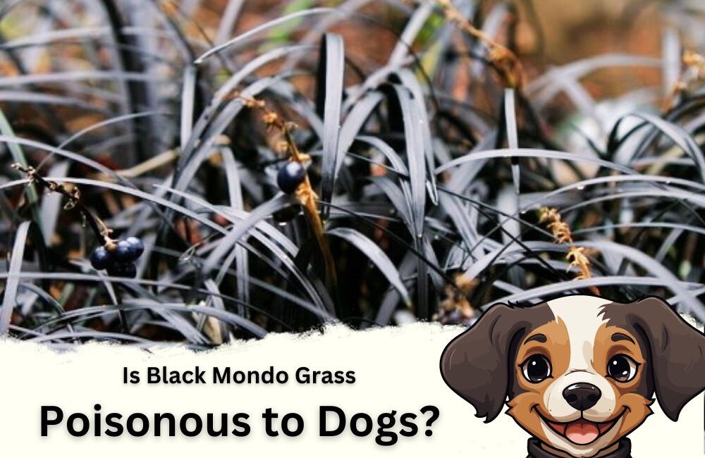Is Black Mondo Grass Poisonous to Dogs? The Best Answer InHousePlant Your Ultimate Guide to
