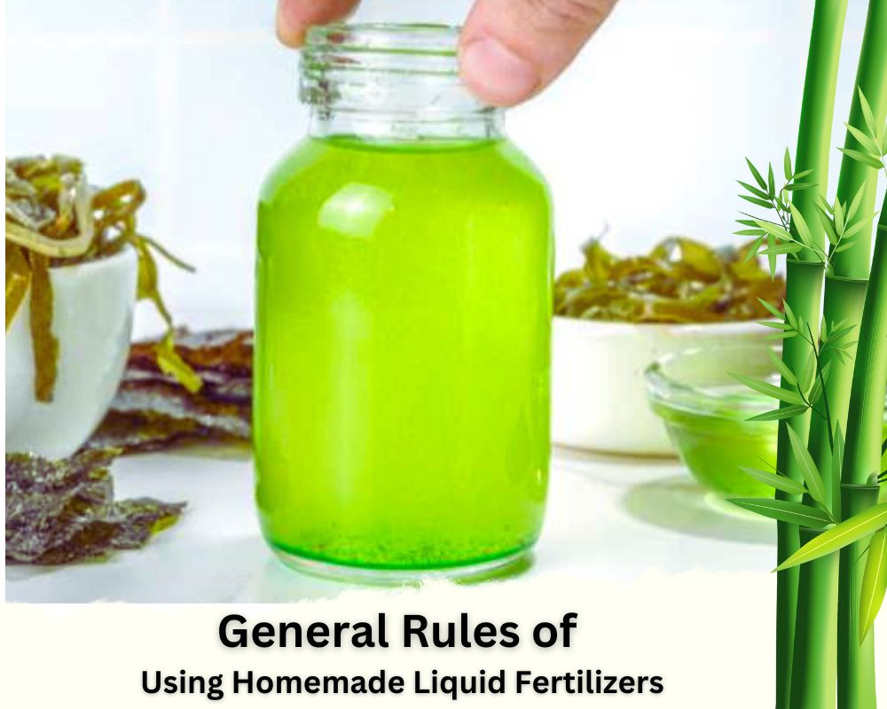 General Rules of Using a Homemade Fertilizer