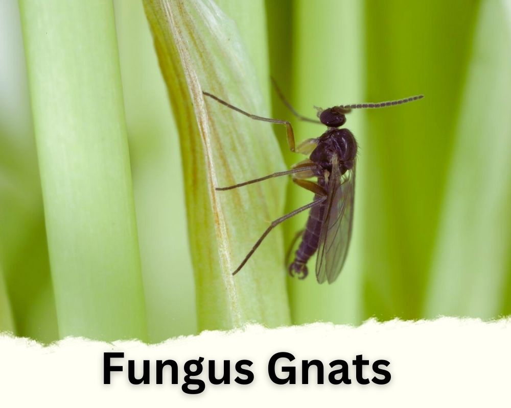 Lucky Bamboo pests: Fungus Gnats