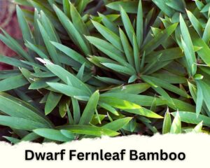 one of the types of indoor bamboo plants is Dwarf Fernleaf Bamboo