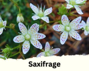 Saxifrage with tiny white flowers