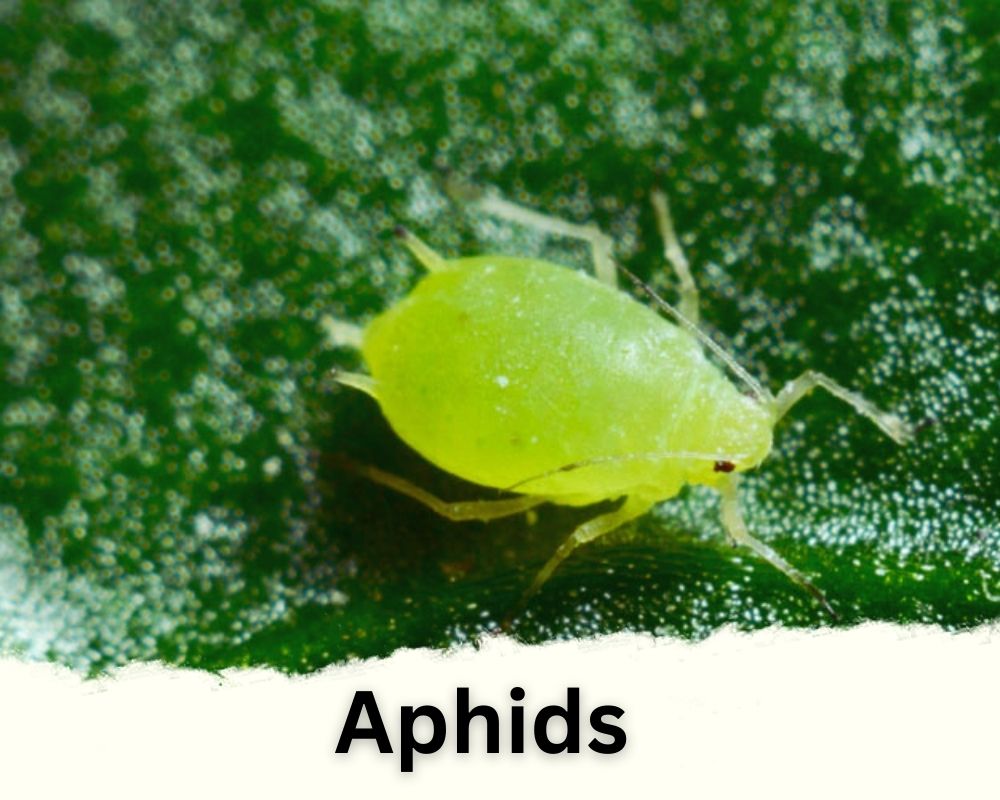lucky bamboo pests: Aphids 