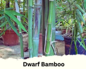 Dwarf bamboo is one of the different types of indoor bamboo plants