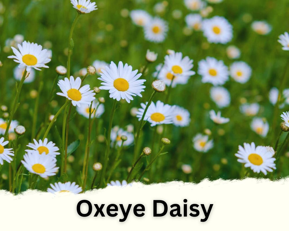 Oxeye Daisy with tiny white flowers with yellow center

