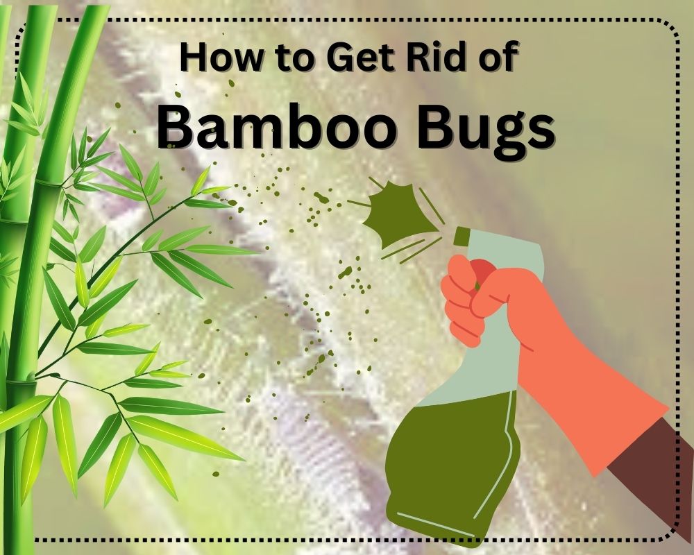 How to Get Rid of Bamboo Bugs