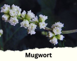 Mugwort with tiny white flowers