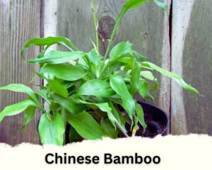 Chinese Bamboo is one of the different types of indoor bamboo plants