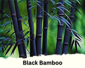 Black Bamboo is one of the indoor bamboo plant types