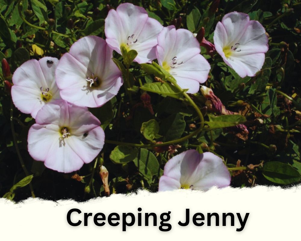 white blooms of Creeping Jenny

