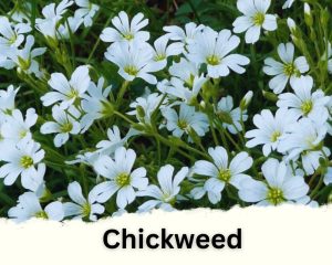 Chickweed with tiny white flowers