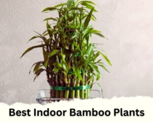 lucky bamboo is one of the best bamboo plants