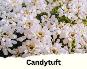Candytuft with tiny white flowers